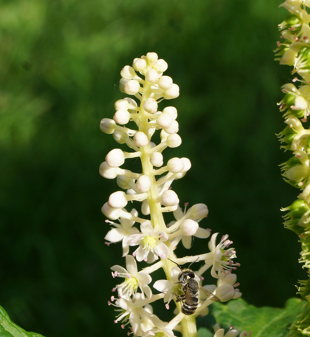 Image of Phytolacca acinosa specimen.