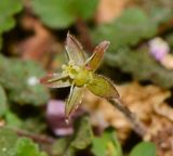 genus Oxalis