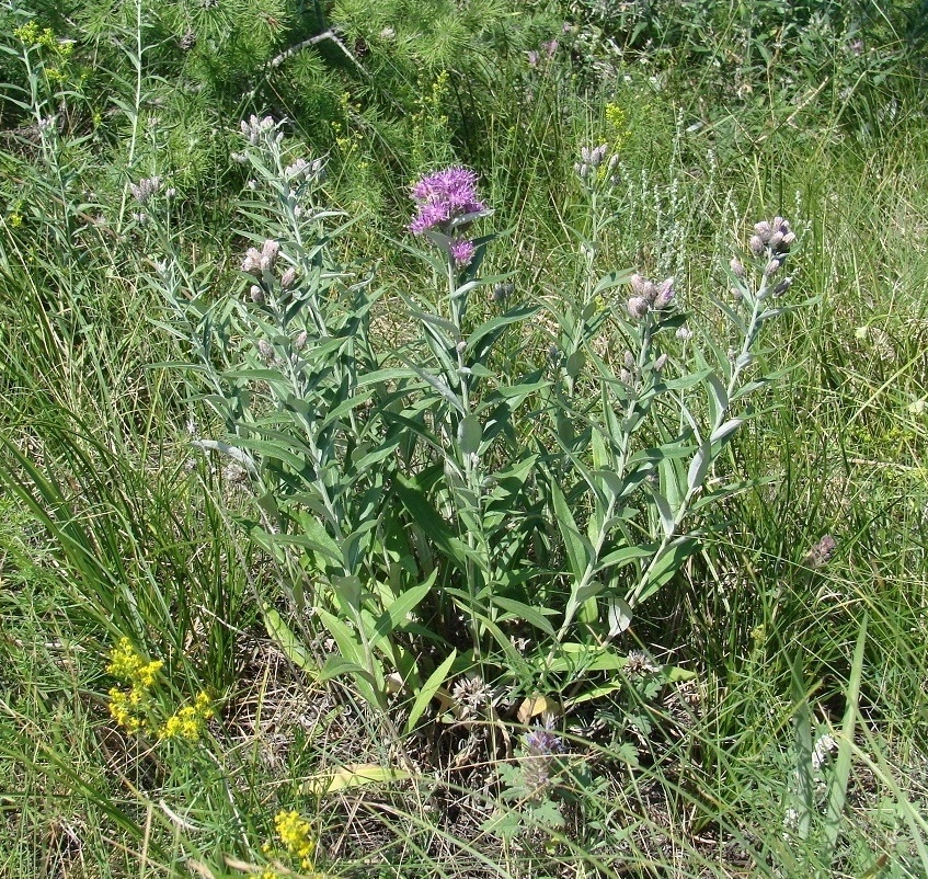 Image of Saussurea salicifolia specimen.