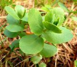 Hylotelephium triphyllum. Верхушки побегов. Чувашия, окр. г. Шумерля, лес за пос. Палан. 26 апреля 2008 г.