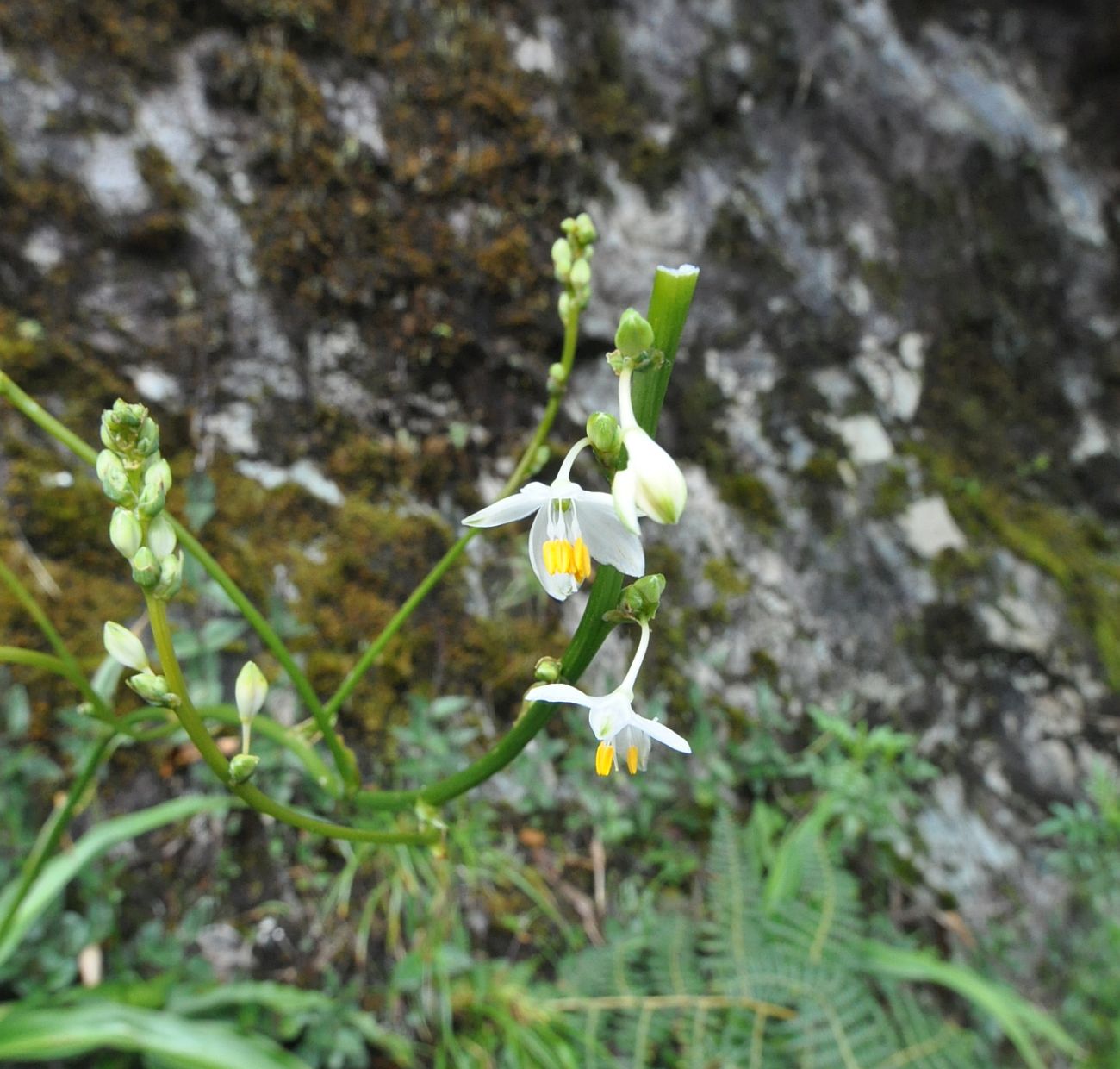 Image of familia Asphodelaceae specimen.