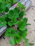 Canavalia maritima. Верхушка побега с соцветиями. Малайзия, о-в Калимантан, национальный парк Бако, песчаный пляж. 08.05.2017.