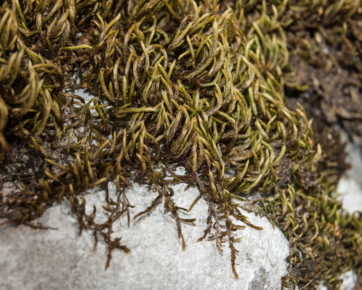 Image of division Bryophyta specimen.