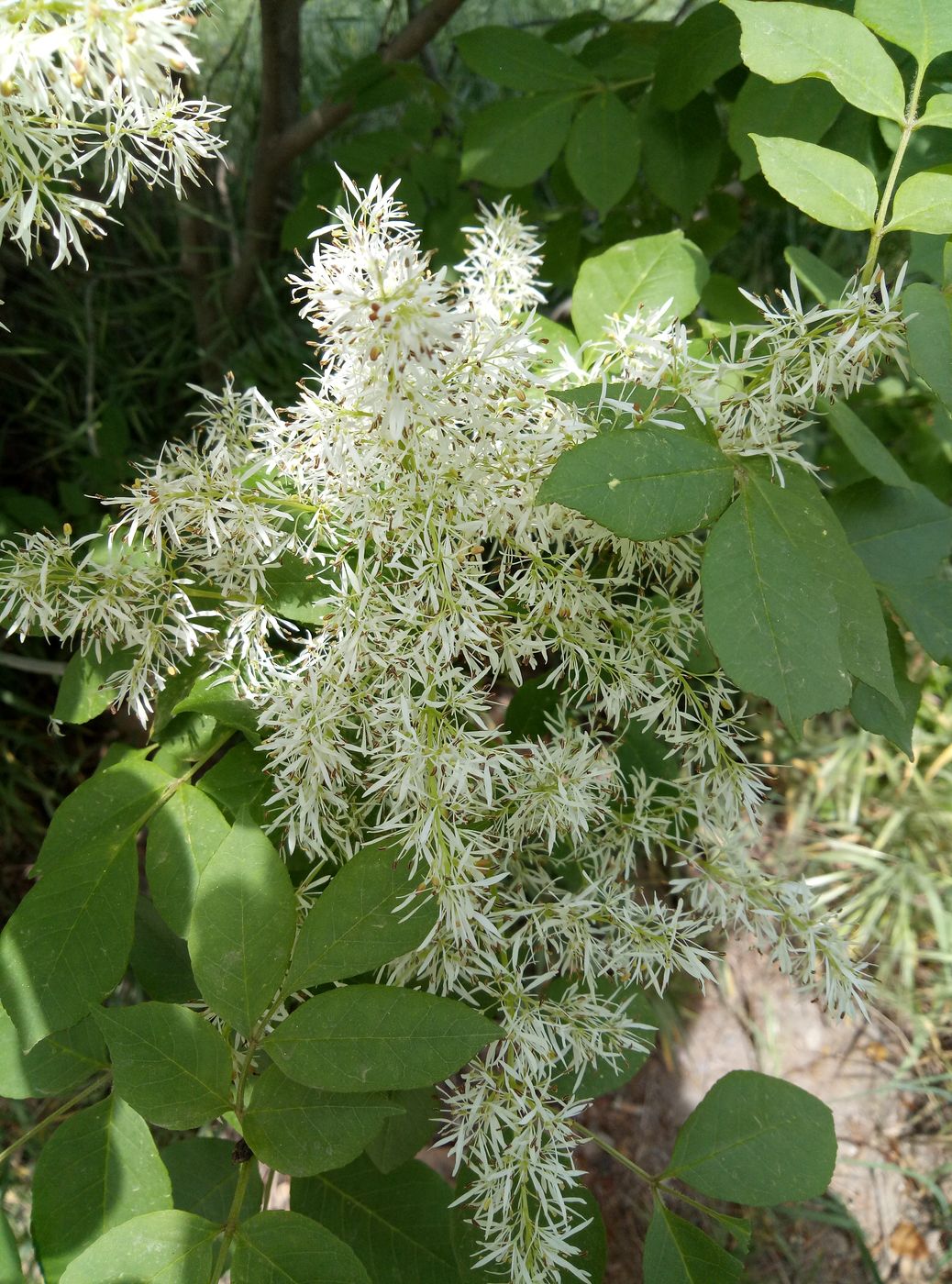 Image of Fraxinus ornus specimen.