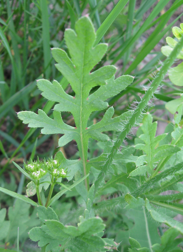 Image of Papaver commutatum specimen.