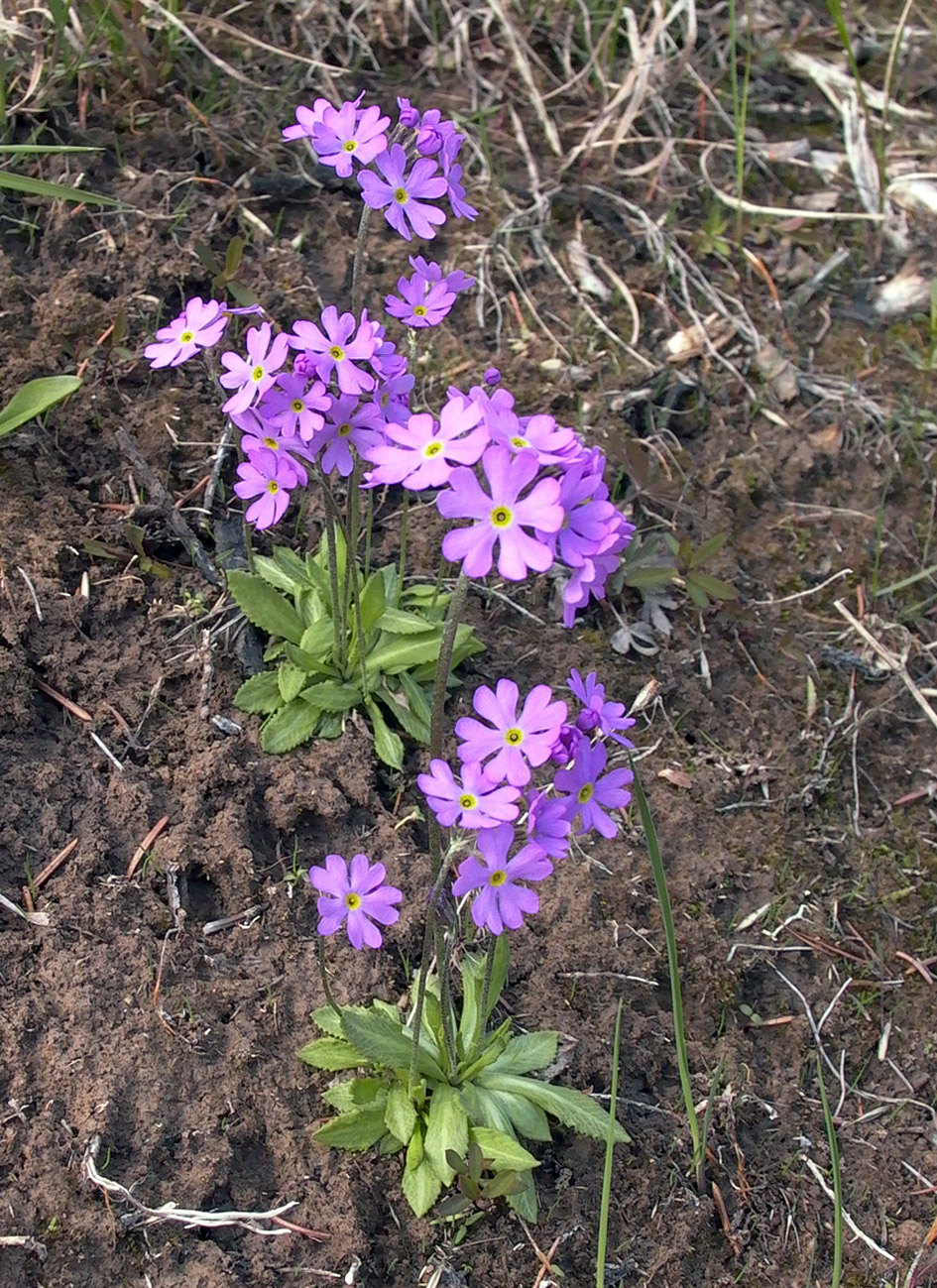 Изображение особи Primula serrata.