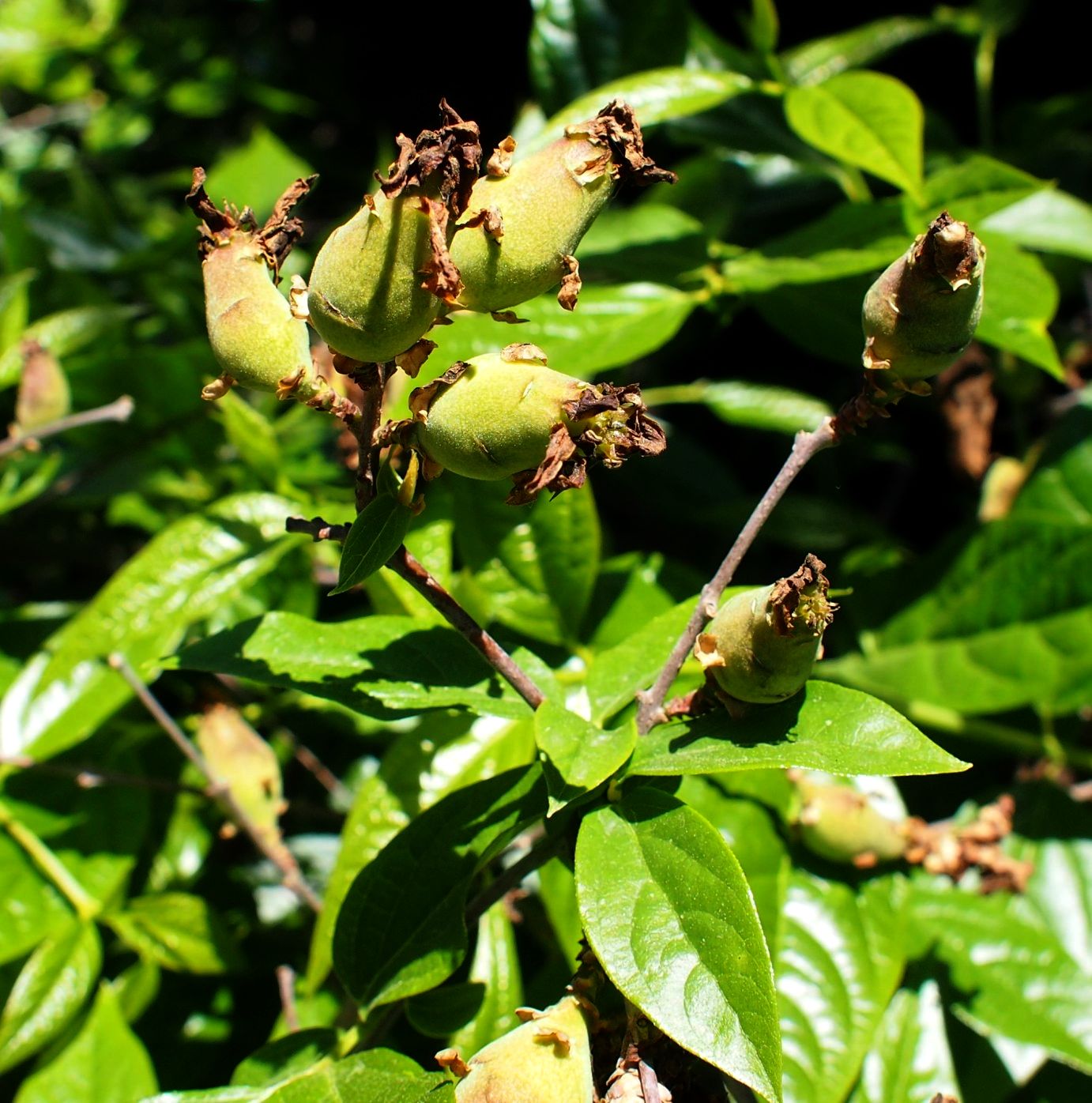 Image of Chimonanthus praecox specimen.