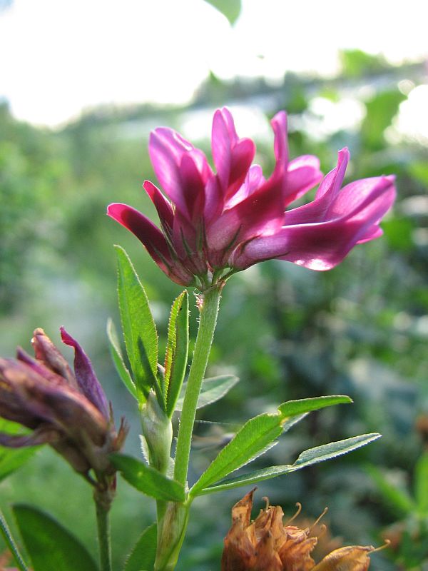 Image of Trifolium lupinaster specimen.