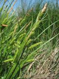 род Carex