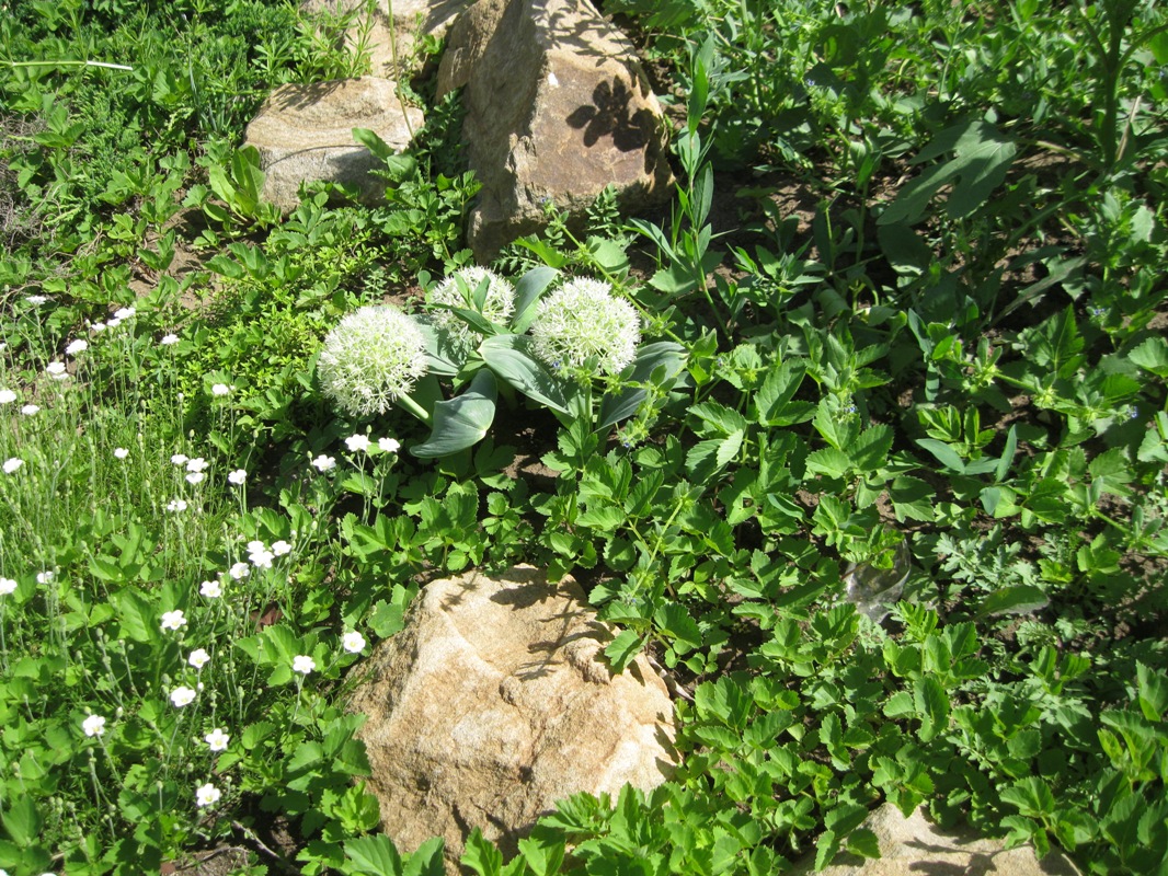 Image of Allium karataviense specimen.