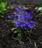 Lobelia erinus