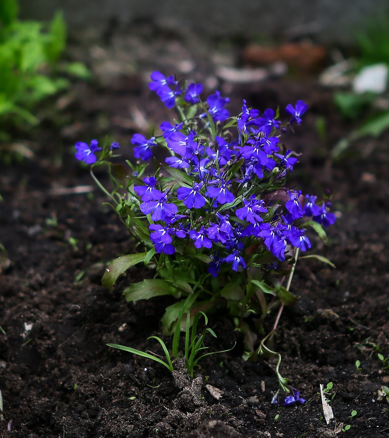 Изображение особи Lobelia erinus.