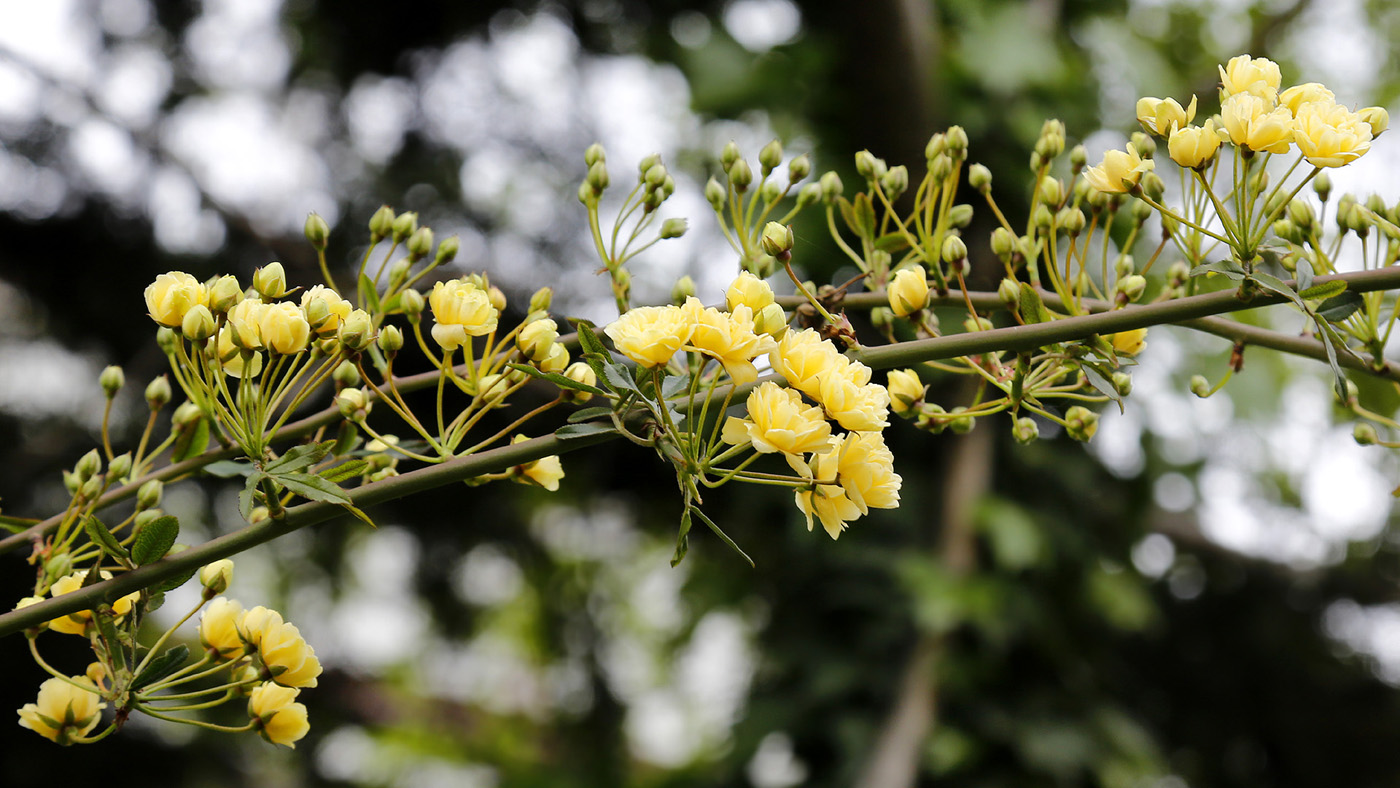 Image of Rosa banksiae specimen.