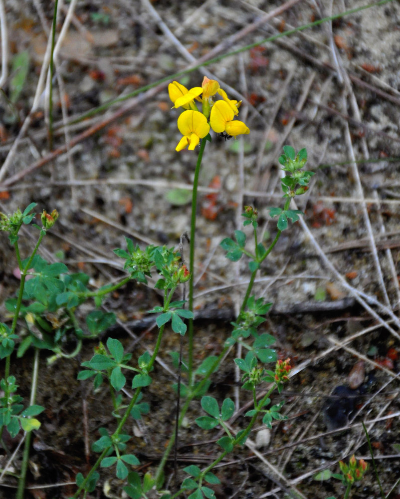 Изображение особи Lotus corniculatus.