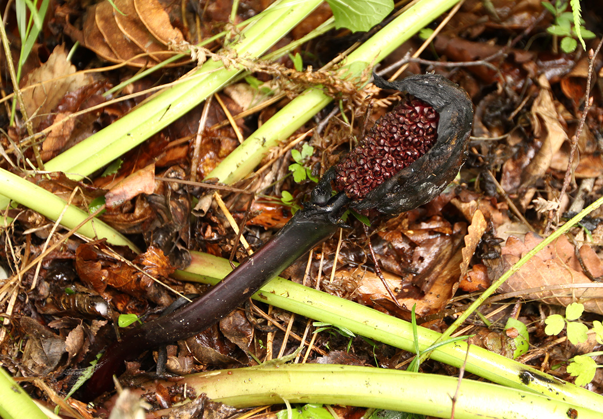 Image of Symplocarpus renifolius specimen.