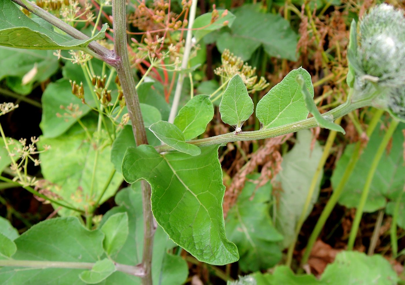 Image of Arctium tomentosum specimen.