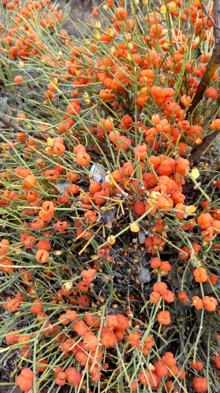 Image of genus Ephedra specimen.