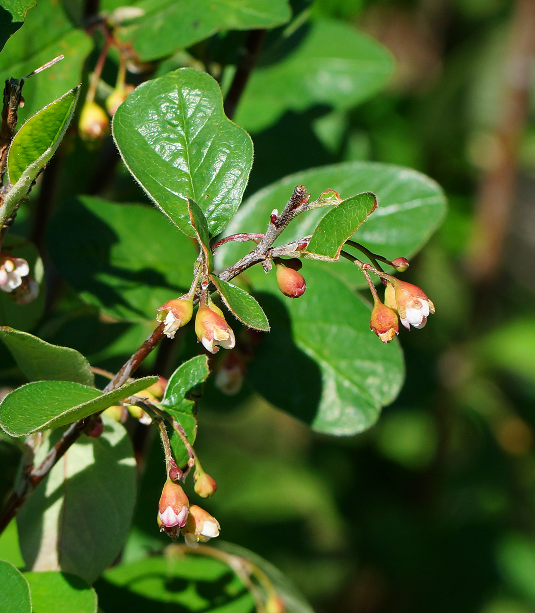 Image of Cotoneaster melanocarpus specimen.