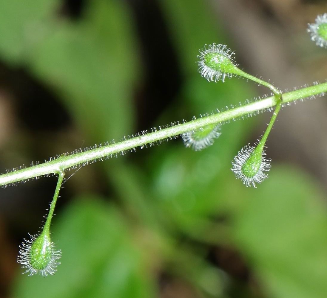 Image of Circaea lutetiana specimen.