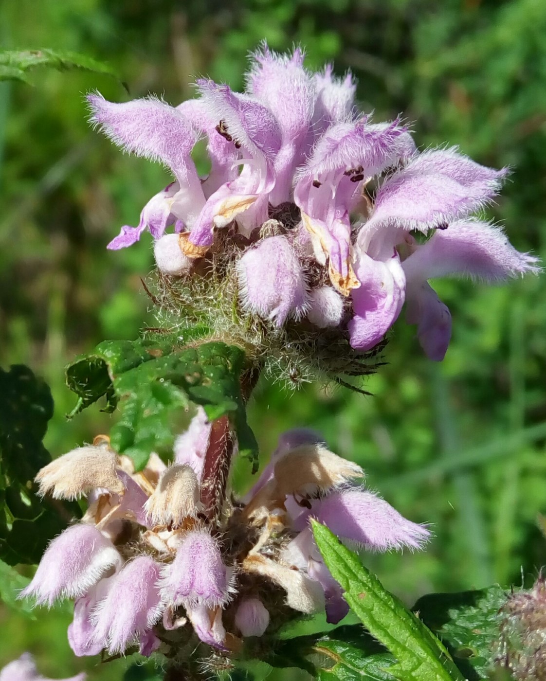 Image of Phlomoides tuberosa specimen.