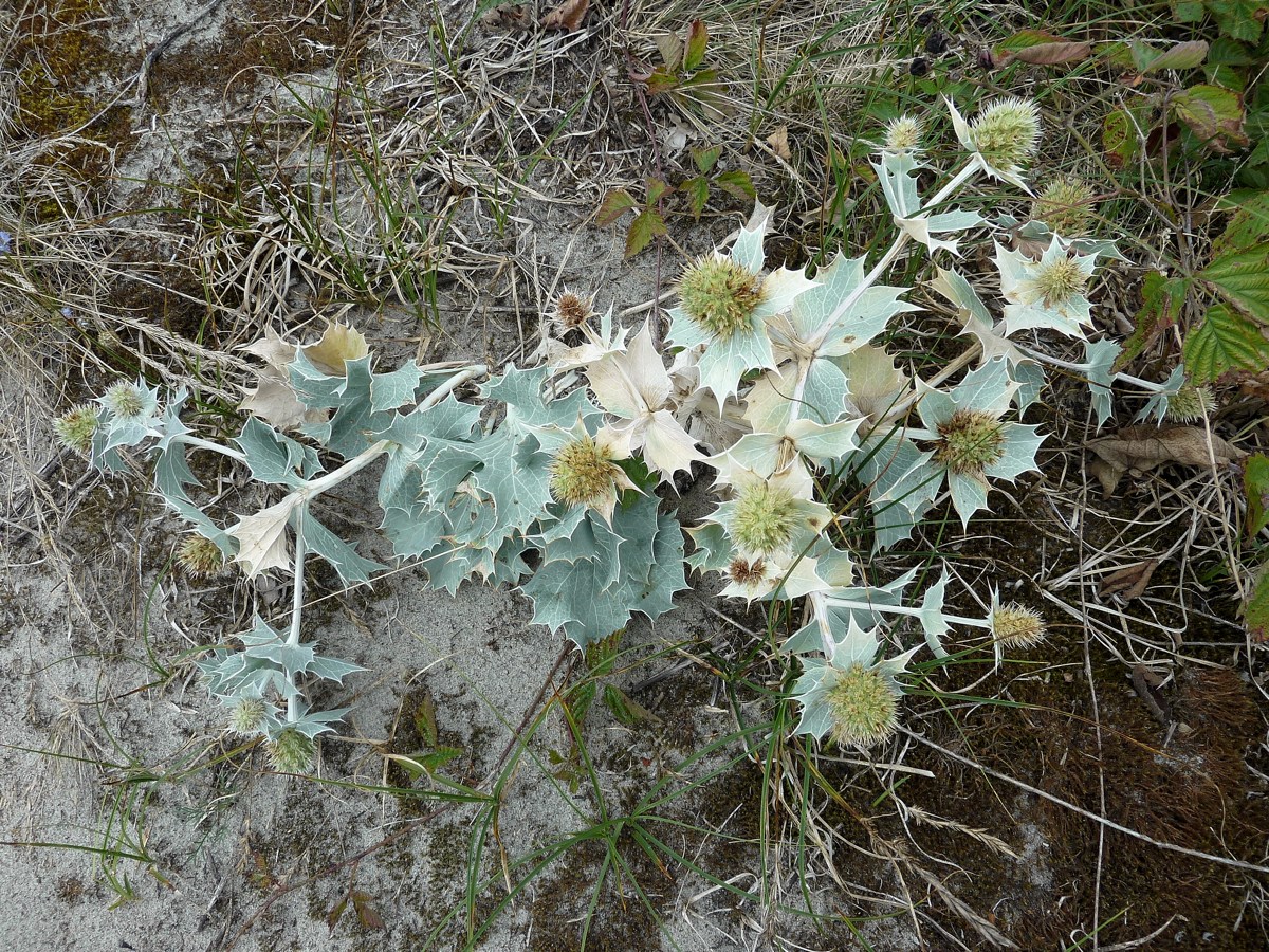 Image of Eryngium maritimum specimen.