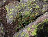 Hypericum orientale. Плодоносящее растение. Карачаево-Черкесия, Карачаевский р-н, Тебердинский заповедник, у тропы к Бадукским озёрам. 24.07.2018.
