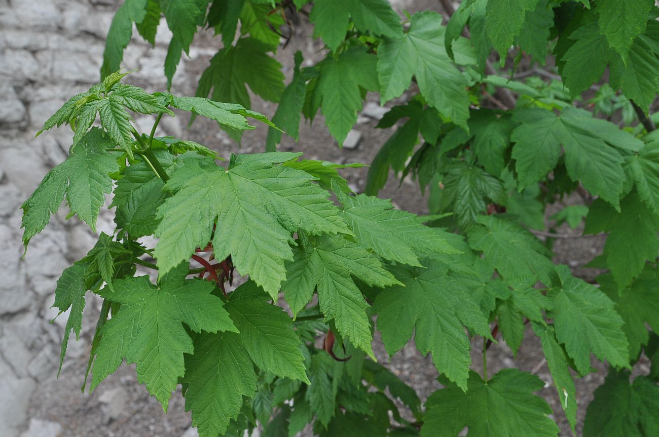 Image of Acer trautvetteri specimen.