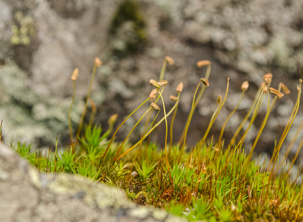 Image of familia Polytrichaceae specimen.