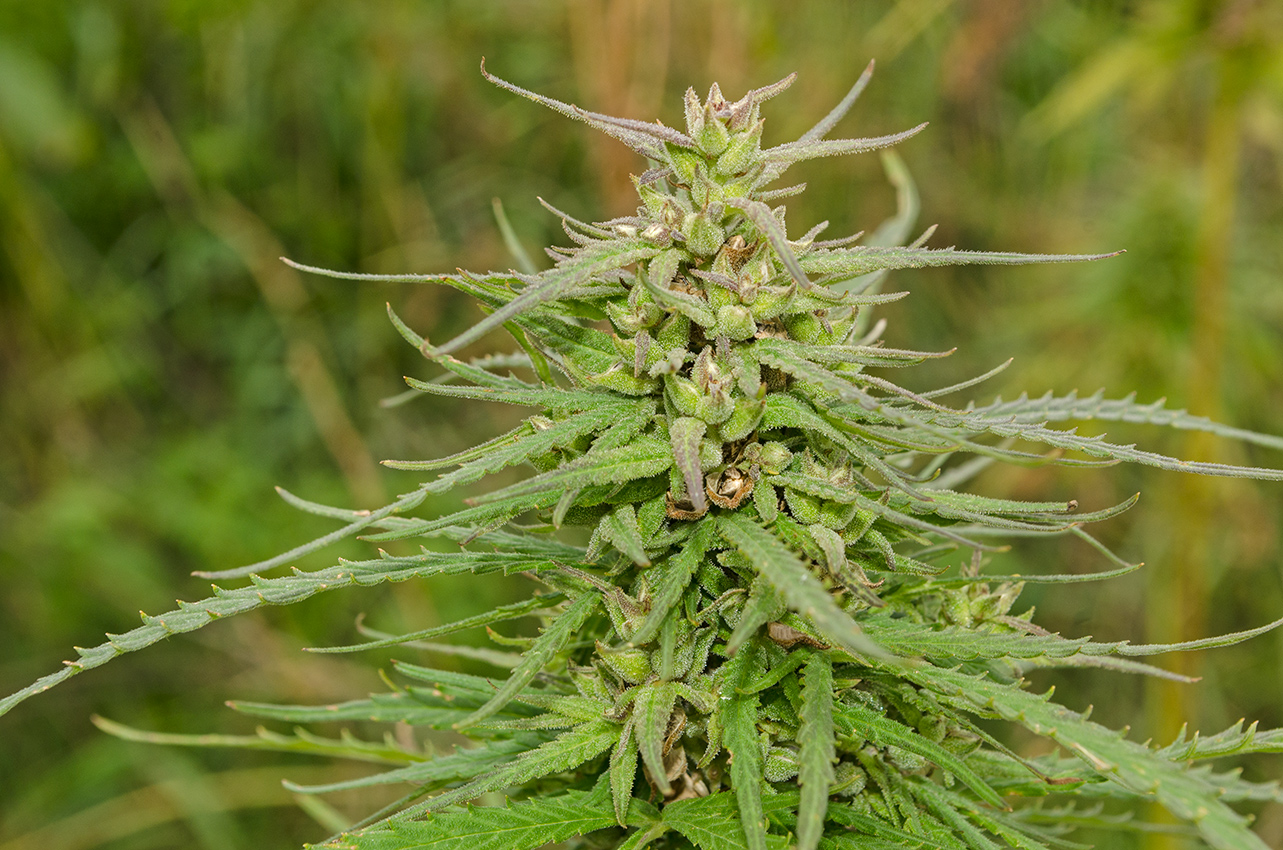 Image of Cannabis sativa var. spontanea specimen.