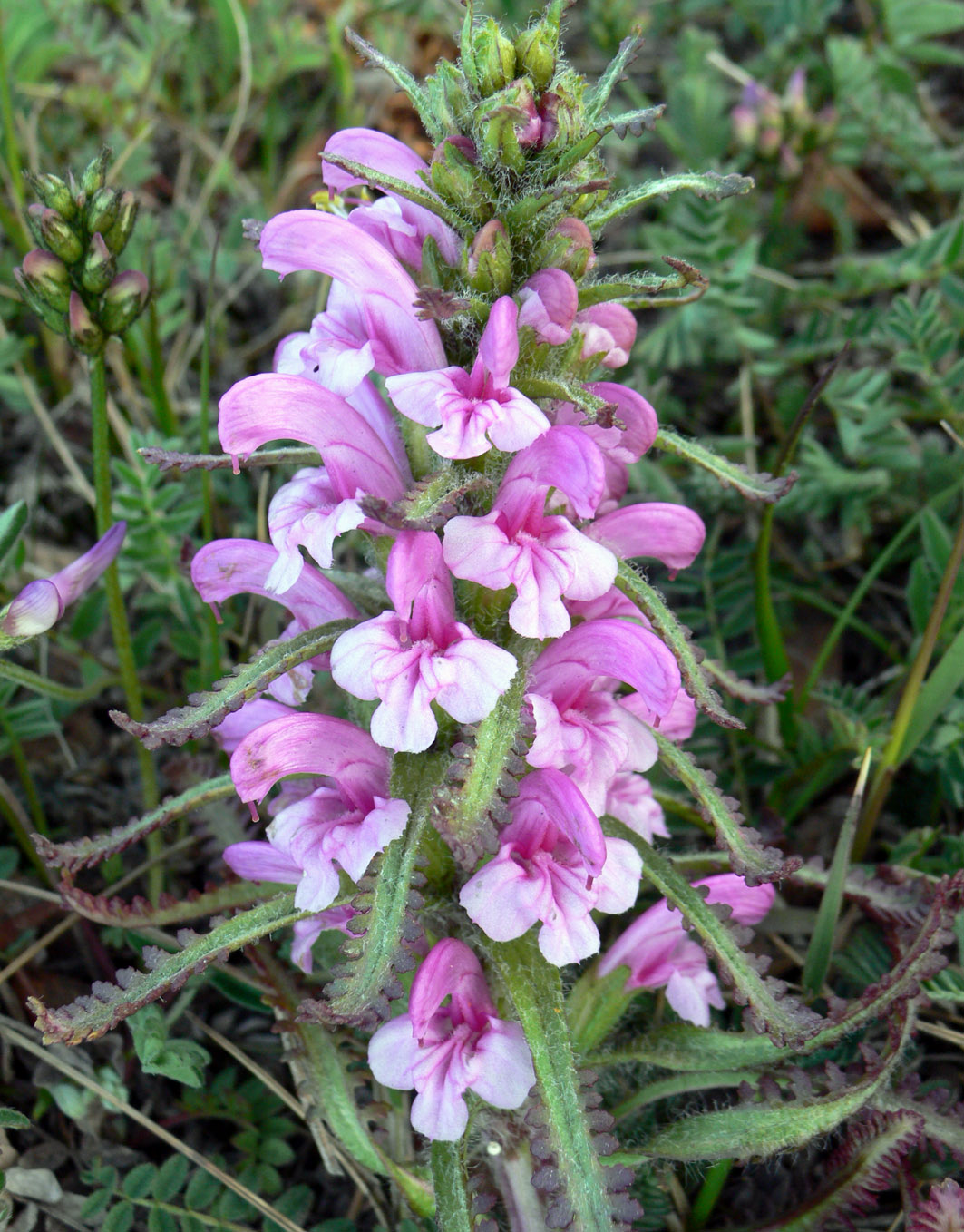 Изображение особи Pedicularis langsdorfii.