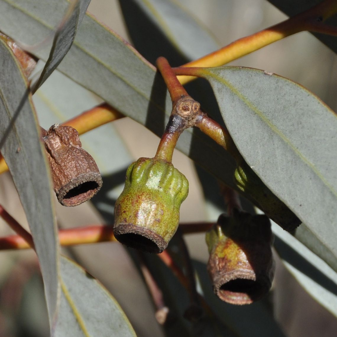 Изображение особи род Eucalyptus.