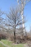 Ulmus minor