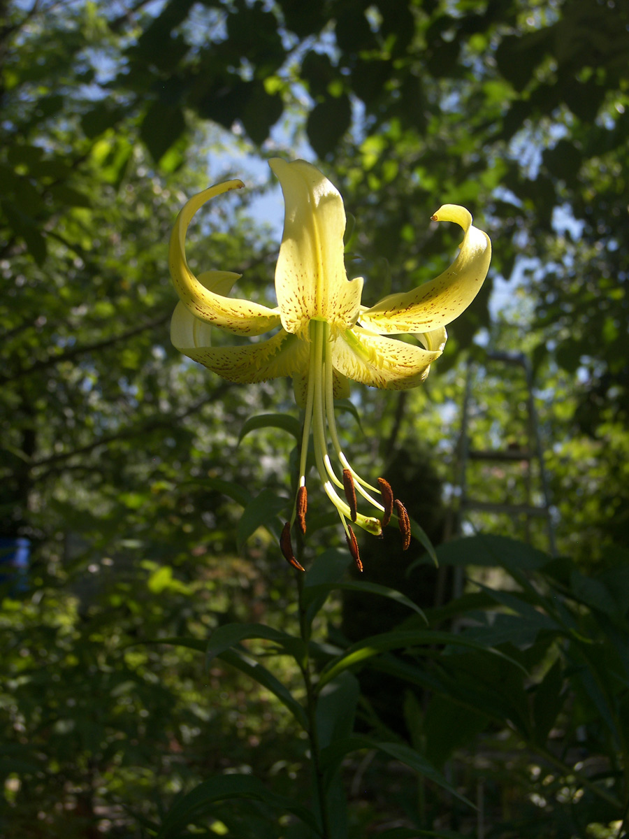Image of Lilium henryi var. citrinum specimen.