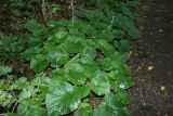 Pachyphragma macrophyllum