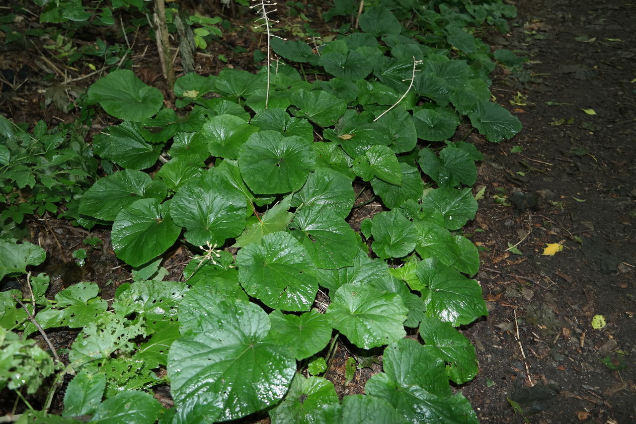 Изображение особи Pachyphragma macrophyllum.