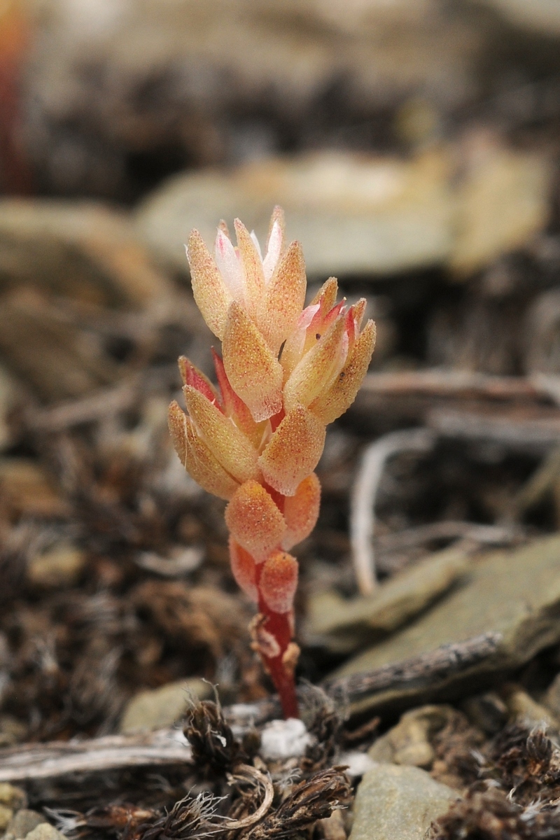 Изображение особи Macrosepalum tetramerum.