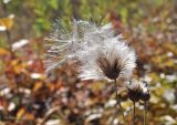 Cirsium setosum