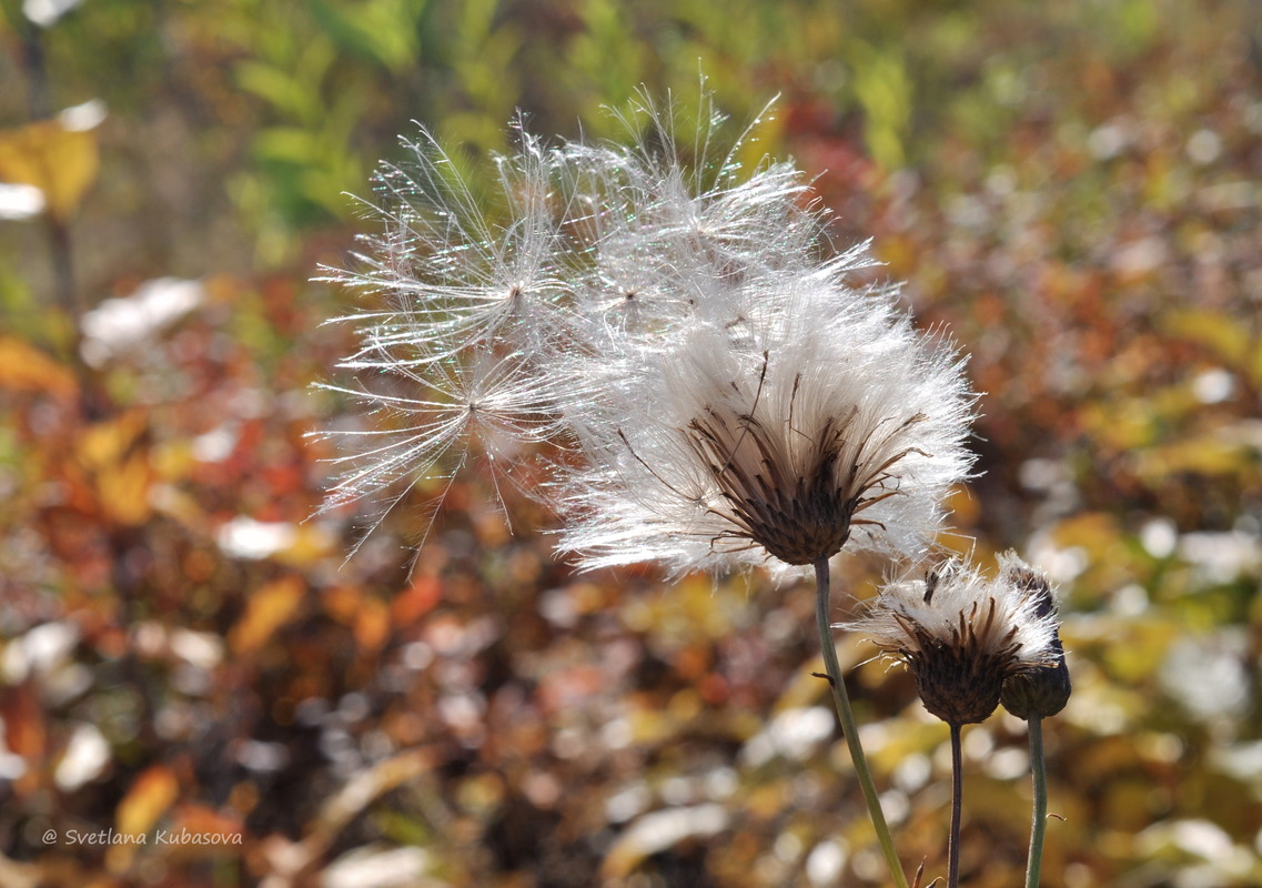 Изображение особи Cirsium setosum.