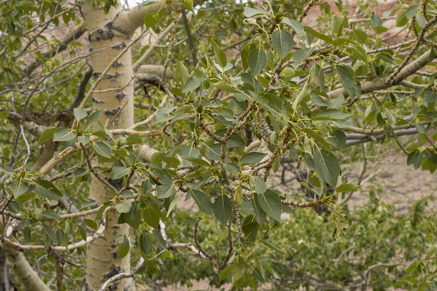 Image of Populus laurifolia specimen.