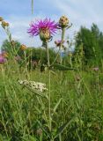 Centaurea jacea