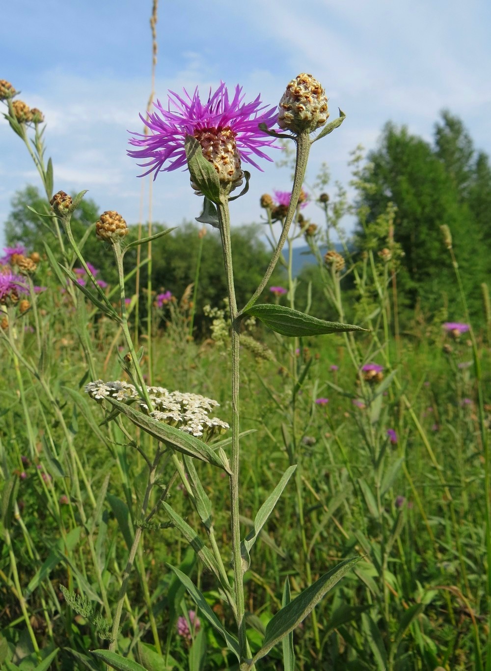 Image of Centaurea jacea specimen.