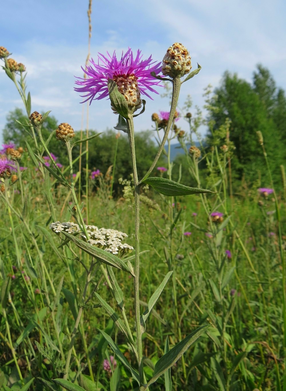 Изображение особи Centaurea jacea.