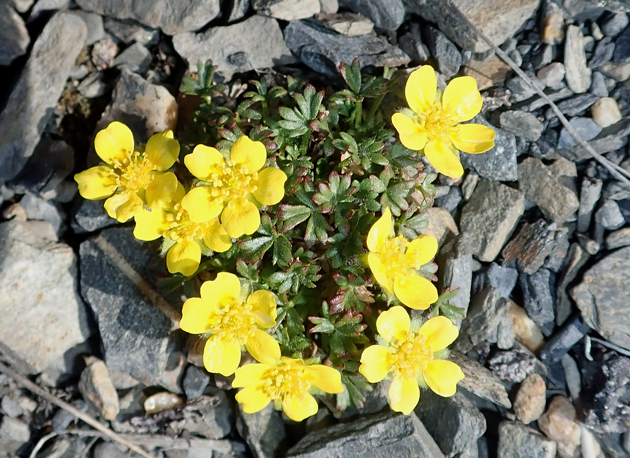 Изображение особи Potentilla pulviniformis.