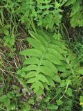 Cirsium erisithales. Прикорневые листья. Украина, Закарпатская обл., Раховский р-н, окр. с. Косовская Поляна, горный луг. 1 июля 2010 г.