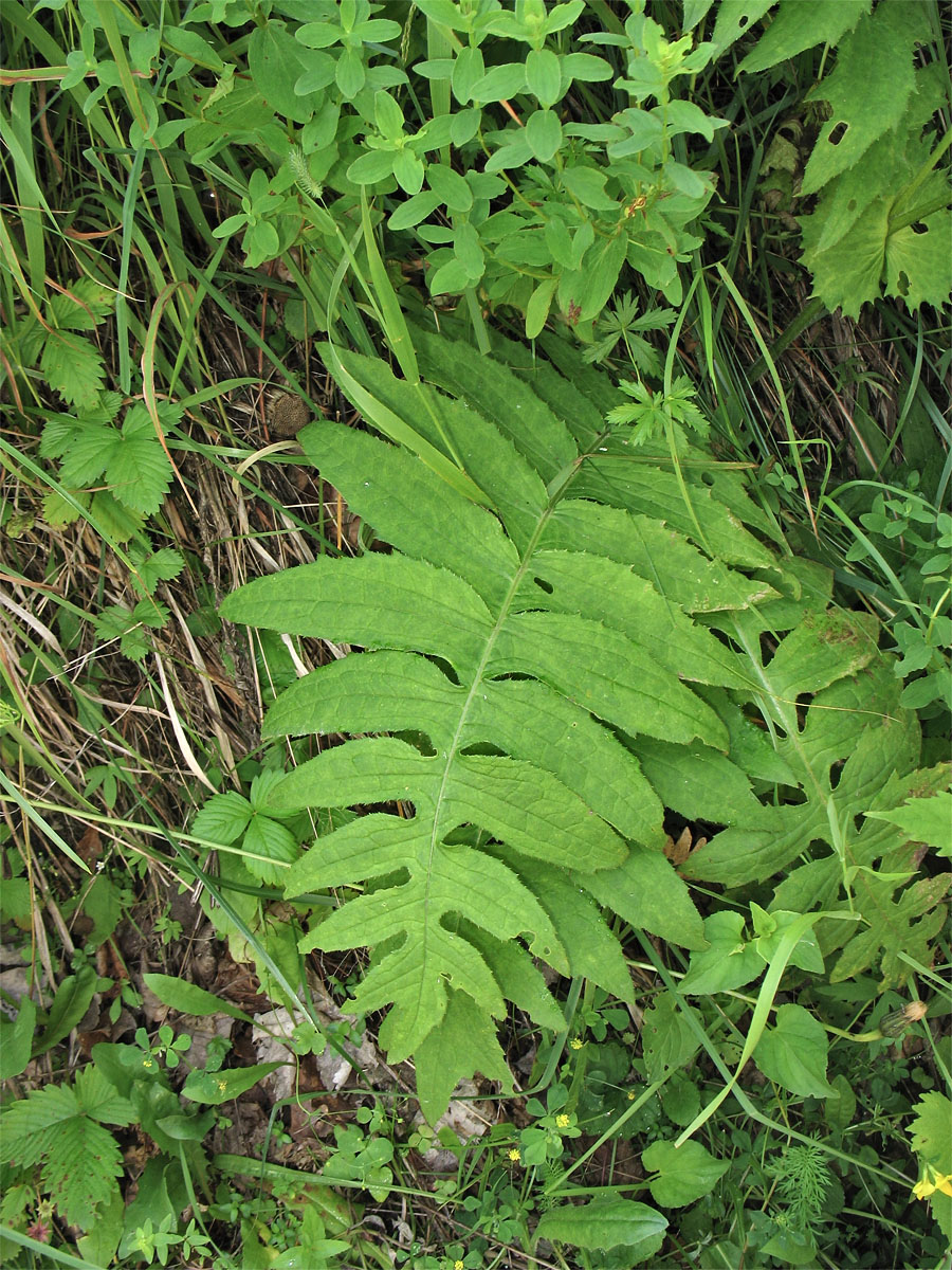 Изображение особи Cirsium erisithales.