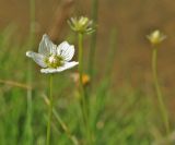 Parnassia palustris