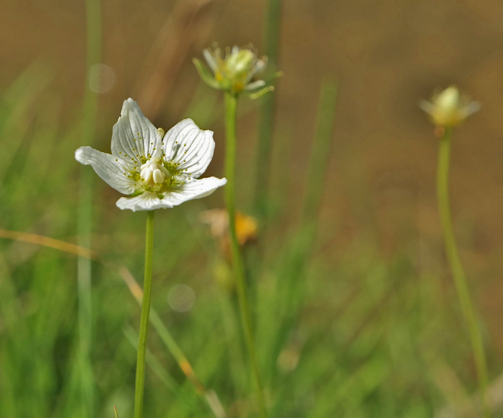 Изображение особи Parnassia palustris.