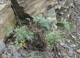 Artemisia absinthium