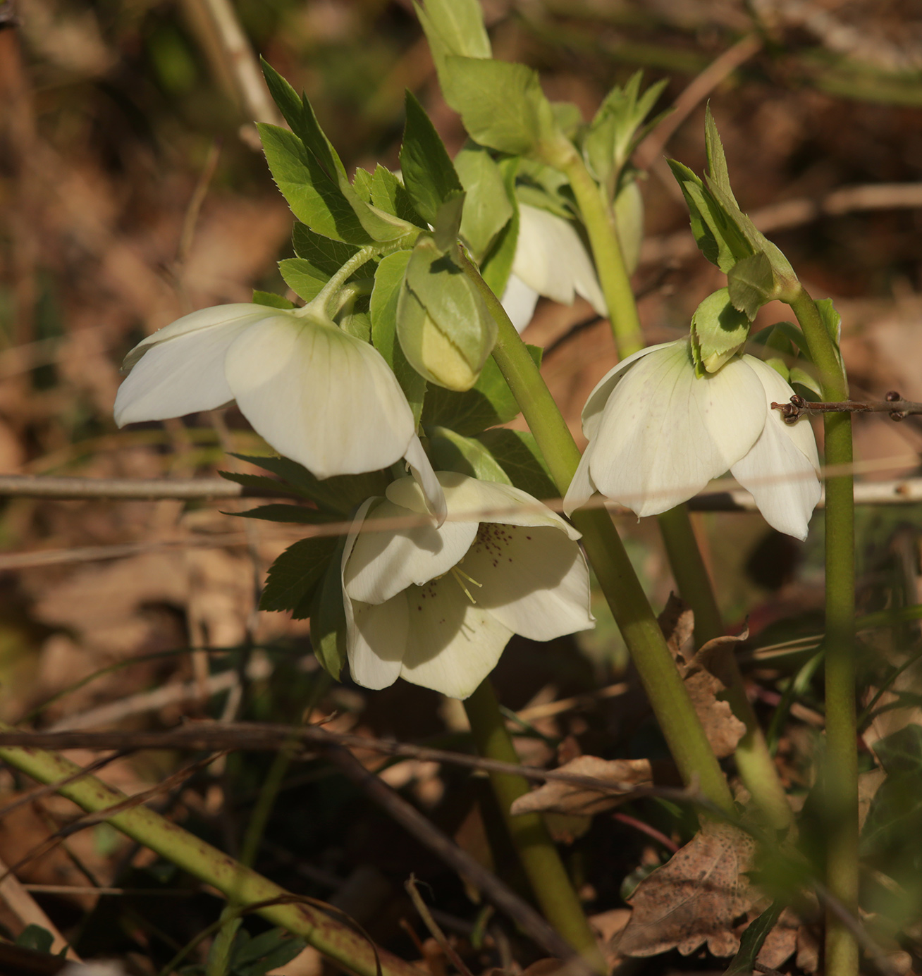 Image of Helleborus caucasicus specimen.