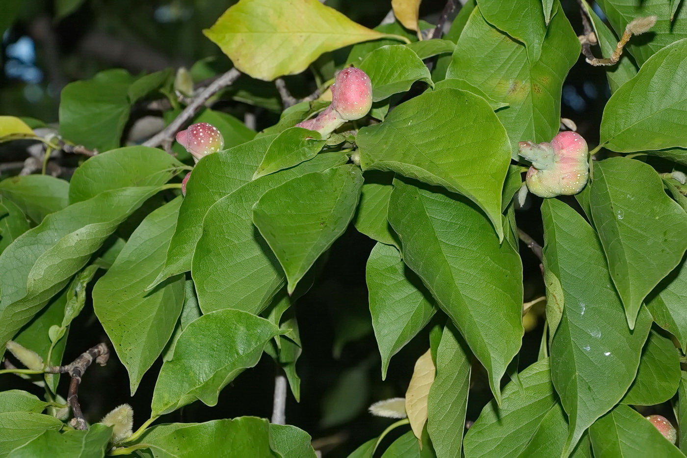 Image of Magnolia kobus specimen.